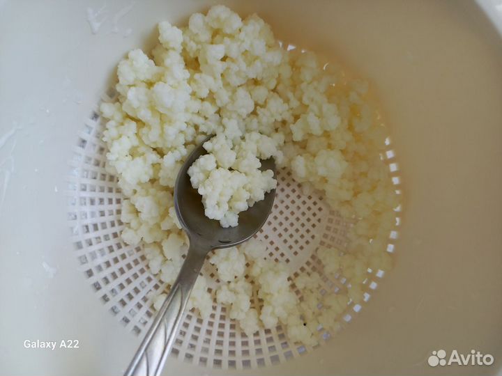 Тибетский молочный гриб