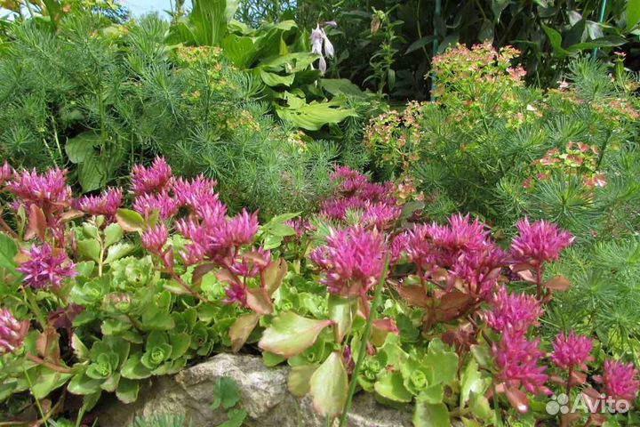 Почвопокровные растения