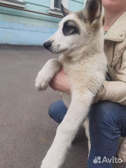 Щенок, 3 мес, метис лайки.доставка
