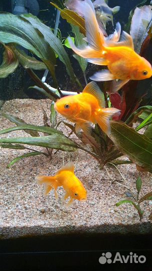 Золотая рыбка