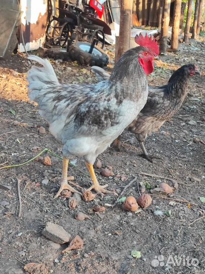 Молодые породистые петушки
