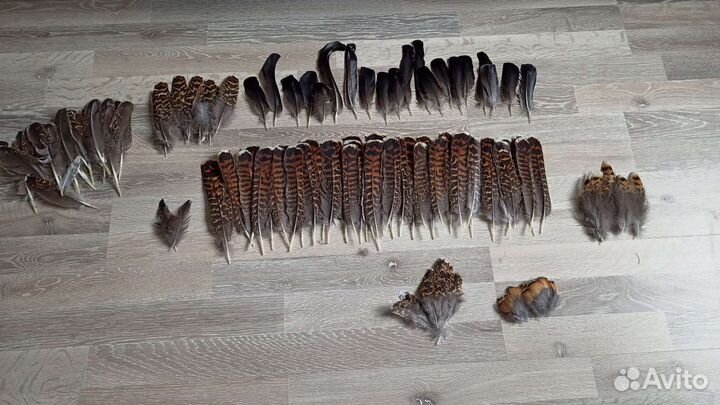 Перья разных птиц