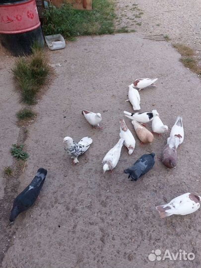 Голуби