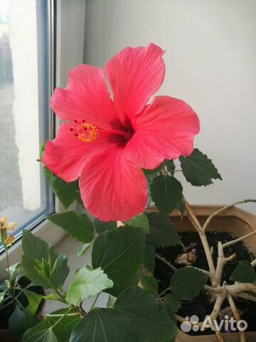 Гибискус китайская роза, Фиалка