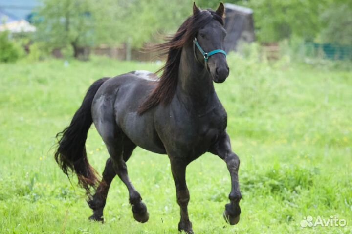 Случка фризский жеребец