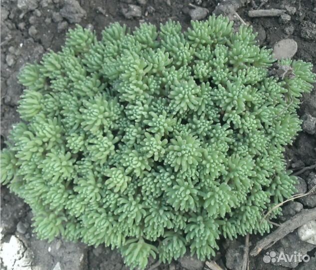 Почвопокровные растения