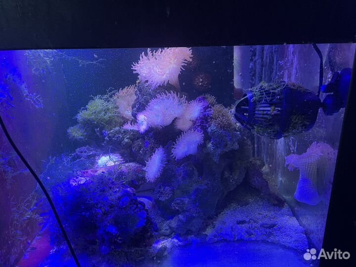 Морская живность и все для запуска