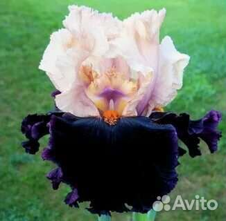 Продам ирисы