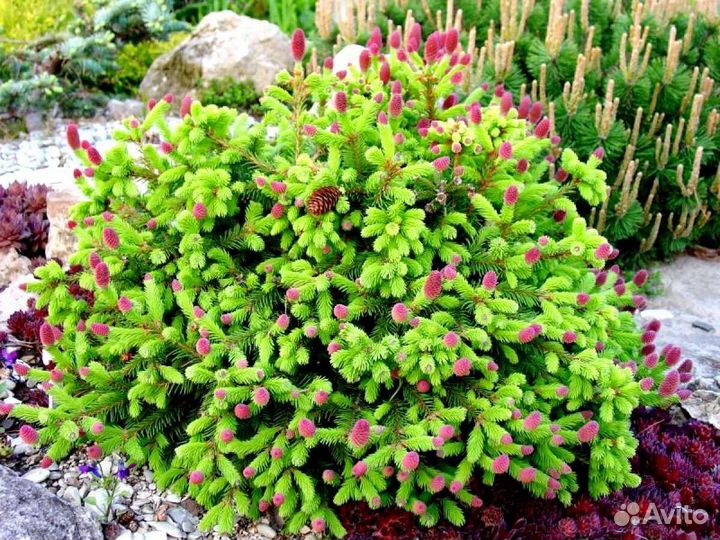 Ель пуш на штамбе