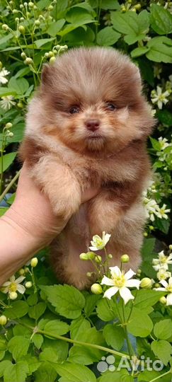 Шпиц померанский щенки