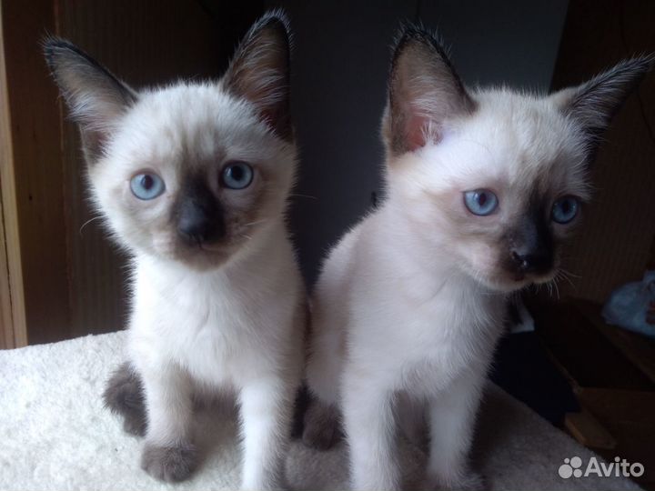 Тайские (сиамские) котята