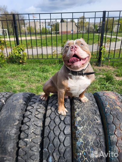 Американский булли покет вязка