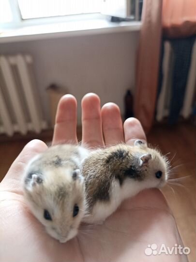 Джунгарский хомяк ручной