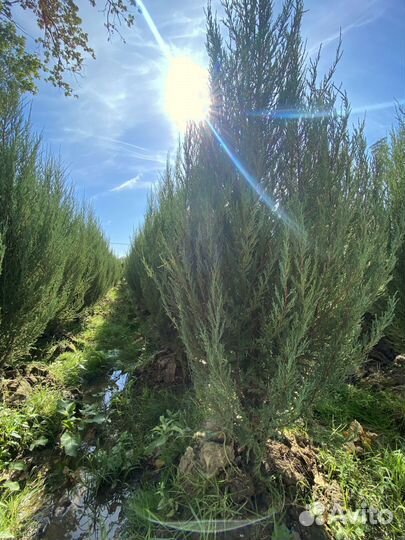 Можжевельник Блю Эроу 2,1 м