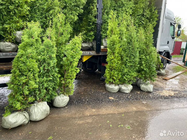 Туя Смарагд с доставкой