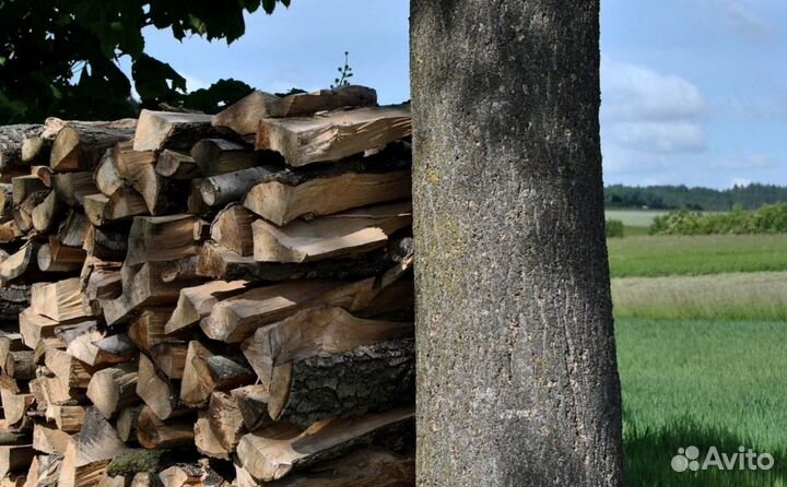 Дрова березовые