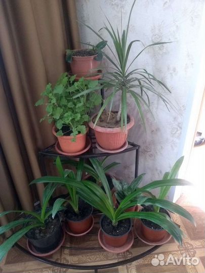 Полка для цветов