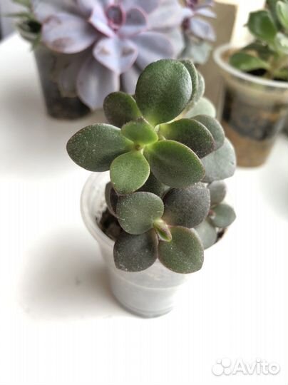 Суккуленты