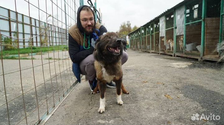 Собака из приюта
