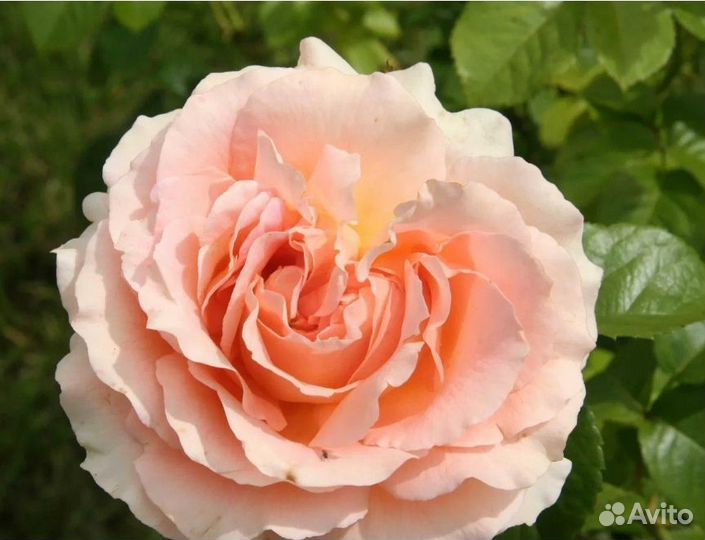 Саженцы плетистых и кустовых роз