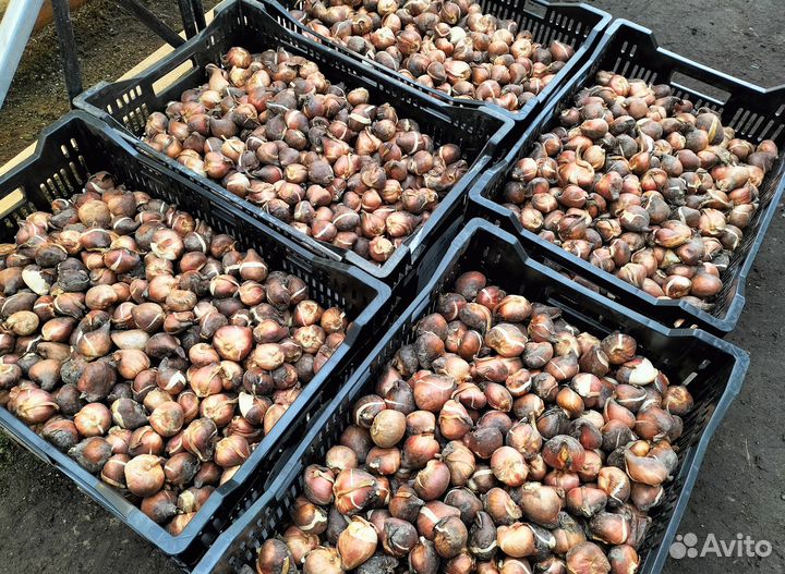 Луковицы тюльпанов