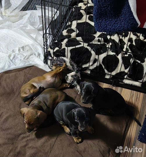 Собаки щенки