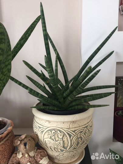 Сансевиерия цилиндрика Skyline