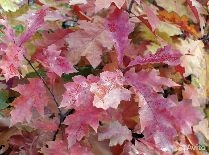 Cаженцы Красного канадского дуба