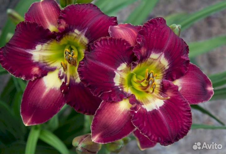 Лилейники Хе Маджестик