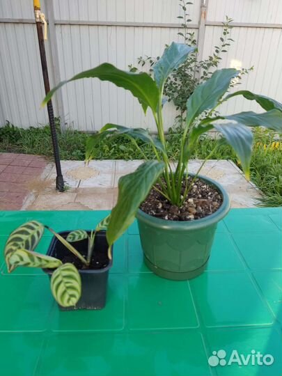 Спатифиллум