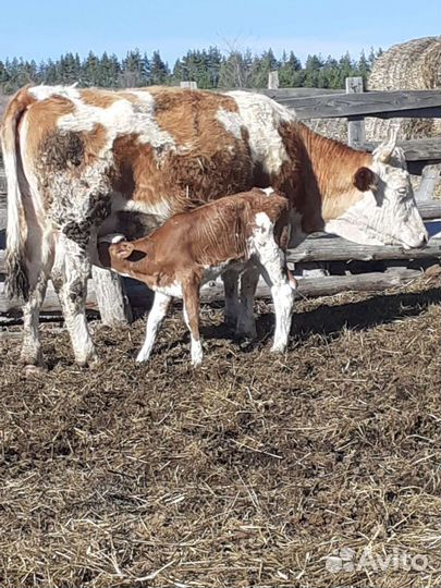 Коровы, телята