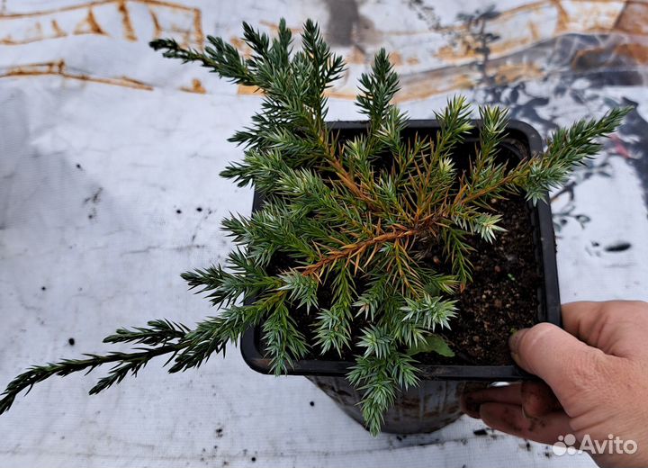 Можжевельники