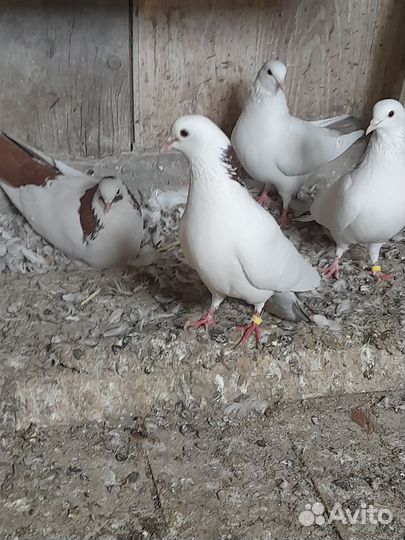 Продам шейки бакинские голуби