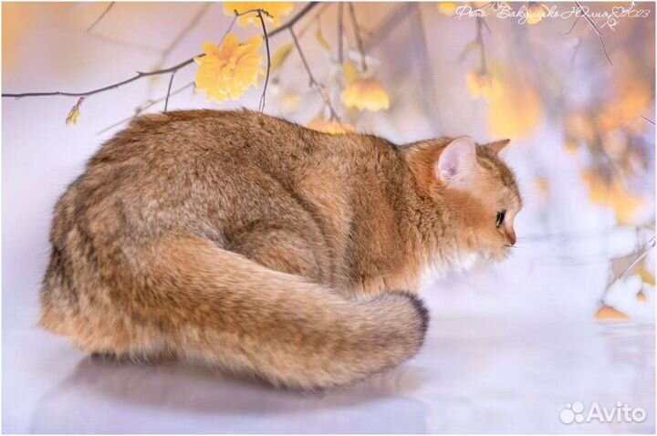 Леди Золотые девочки bri ny11, 25