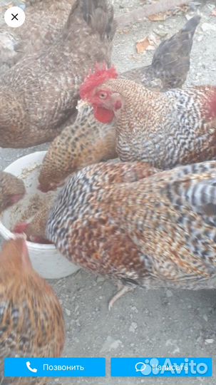 Инкубационное яйцо кур и индюшек аспидной породы