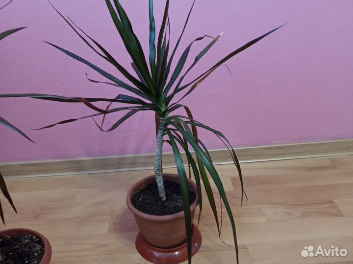 Пальма драцена