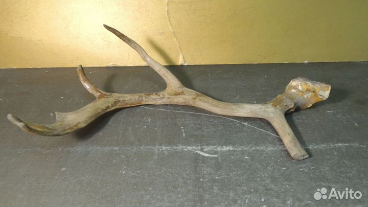 Рог оленя. Для творчества
