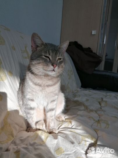 Очень ласковый котик