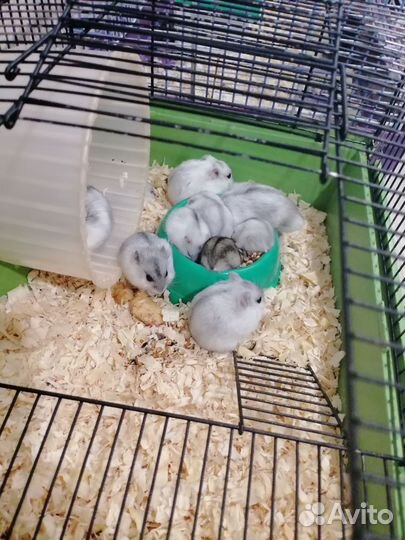 Джунгарский хомяк