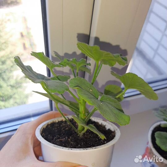 Герань пеларгония