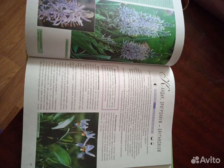 Книга,луковичные