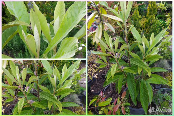 Крупномеры. Взрослые растения с закрытой корневой