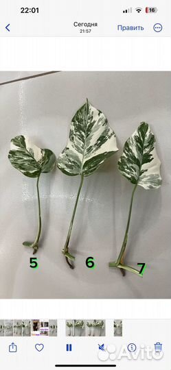 Монстера альба