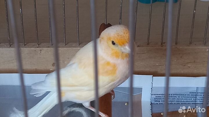 Канарейка
