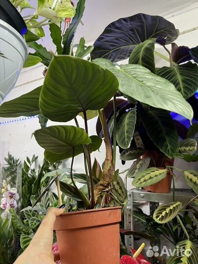 Филодендрон Мамей