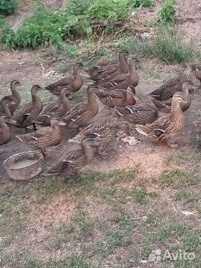 Утки подсадные для охоты