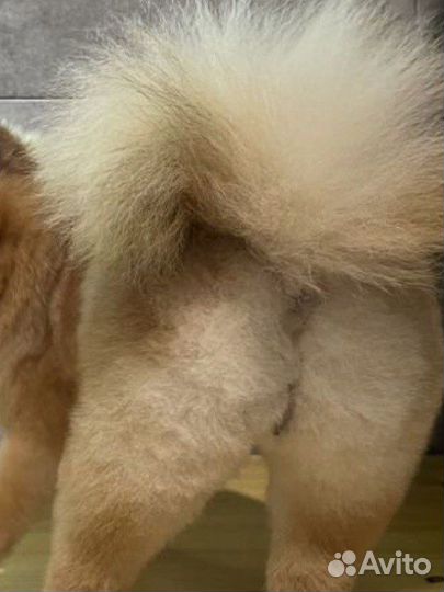 Груминг стрижка собак