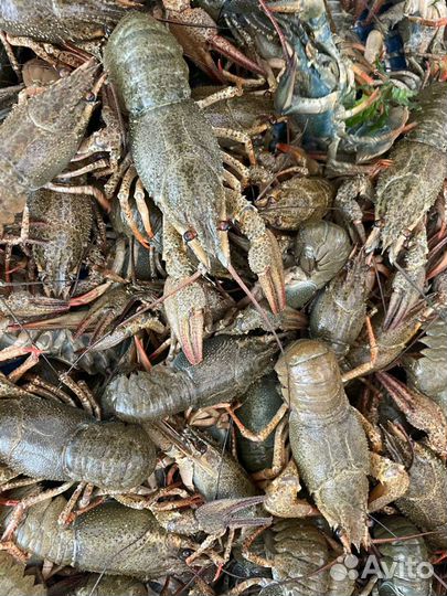 Рак Дон (дон,сал, маныч), Рыба вяленая