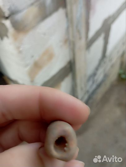 Белемниты чертовы пальцы