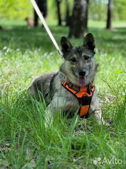 Серенький скромный малыш Тимка в приюте